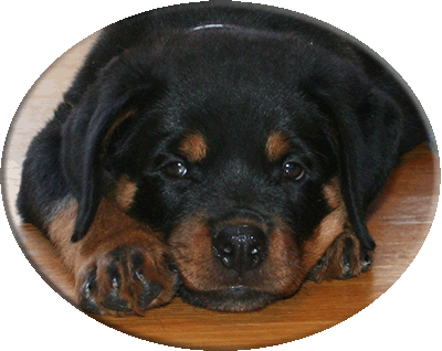 Rottweiler Puppies For Sale | Rottweiler | 